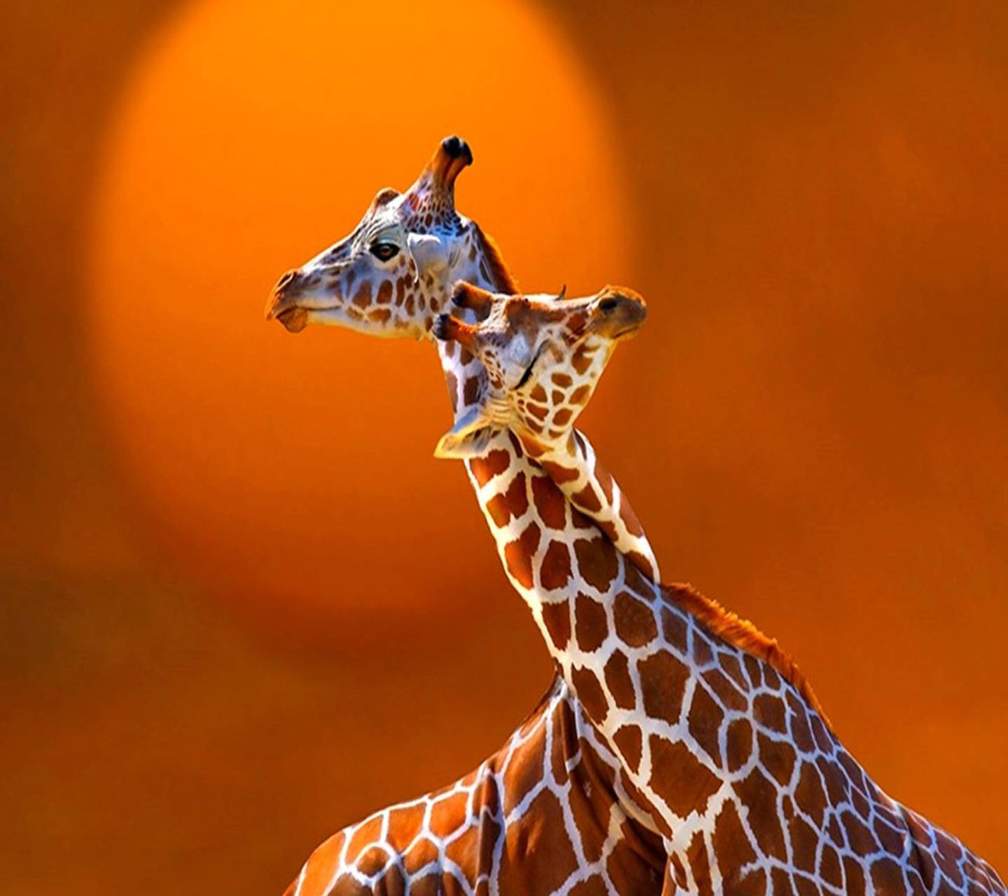 Красивый оранжевый Жираф